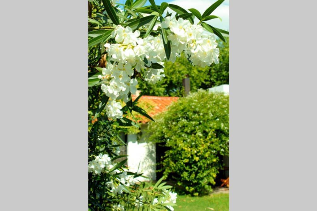 Villa Big Beautiful House With Garden In 5Ta Seccion Neighbourhood Mendoza Esterno foto